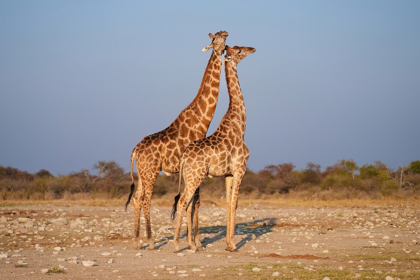 Etosha