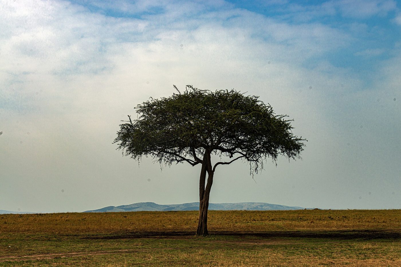 Masai Mara
