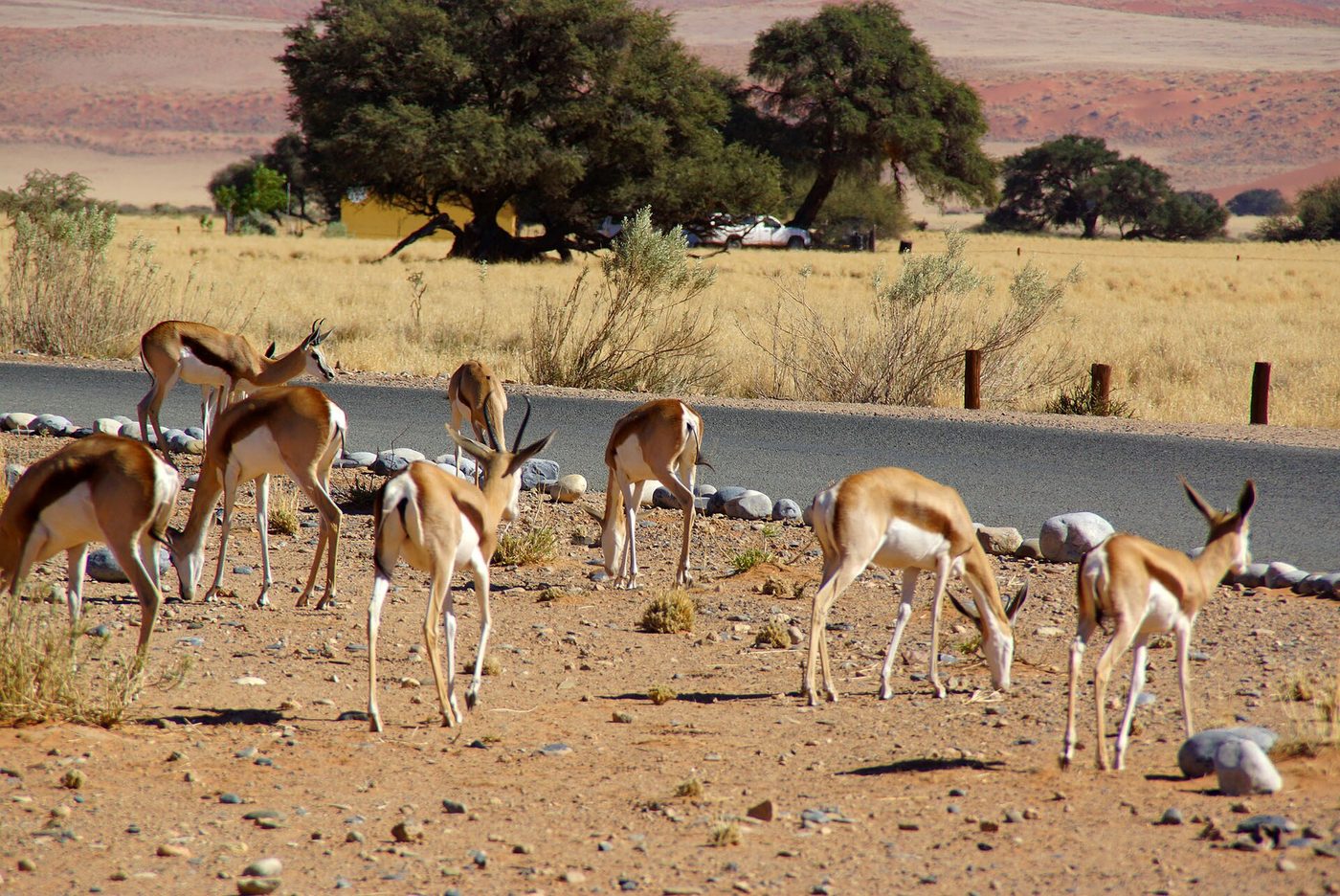 Sossusvlei