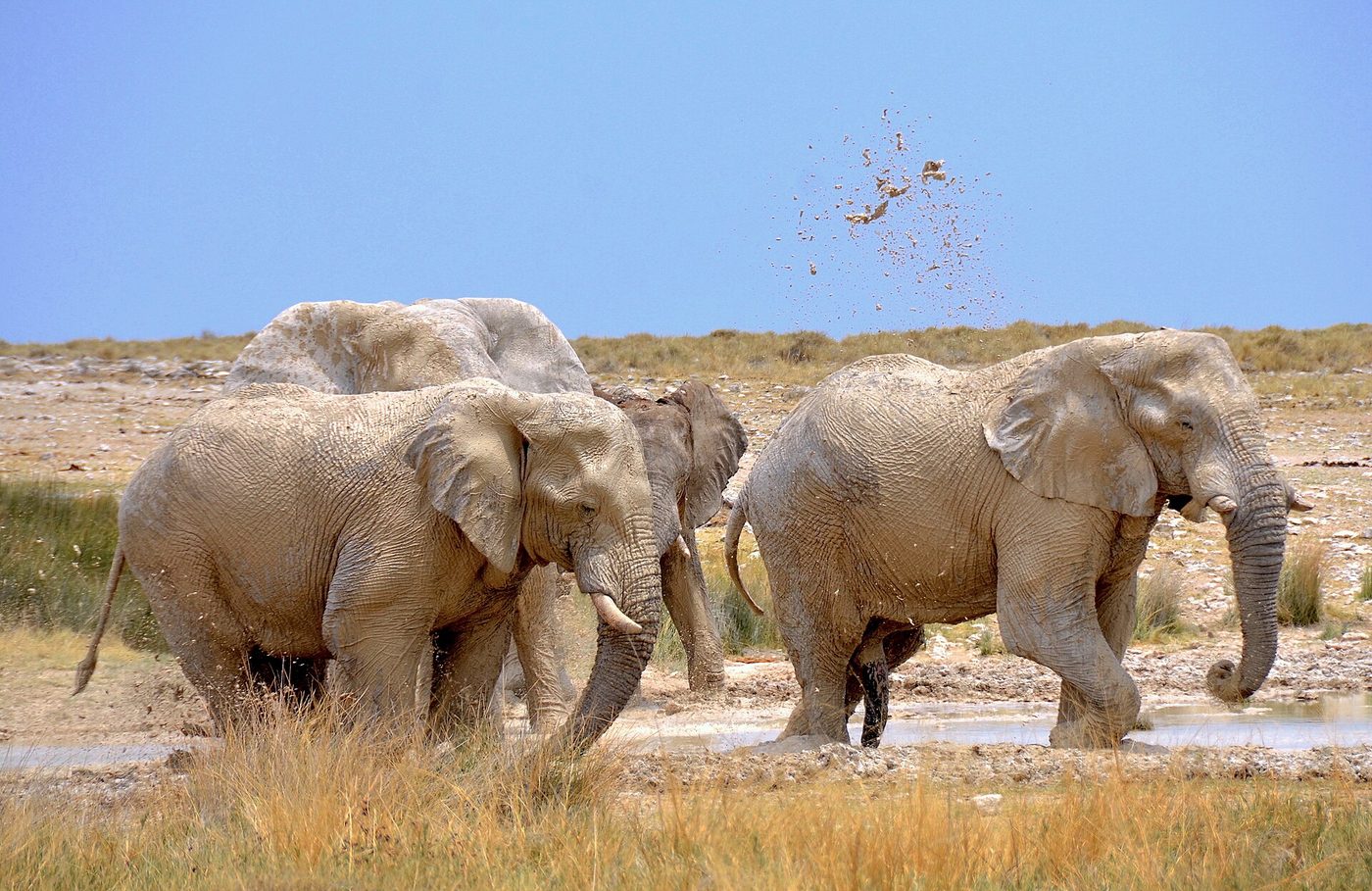 Etosha