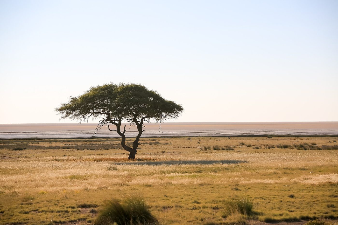 Etosha