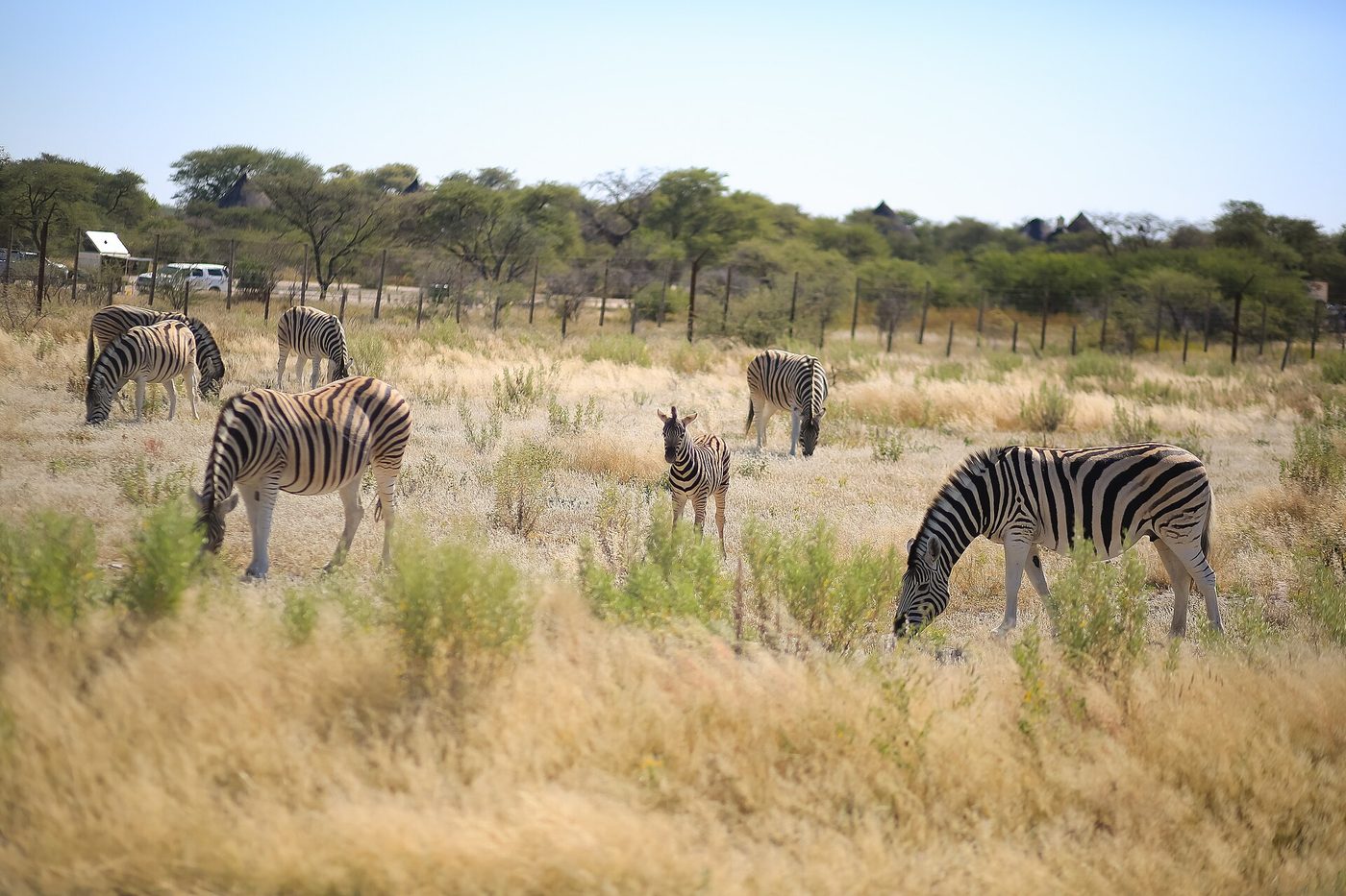Etosha