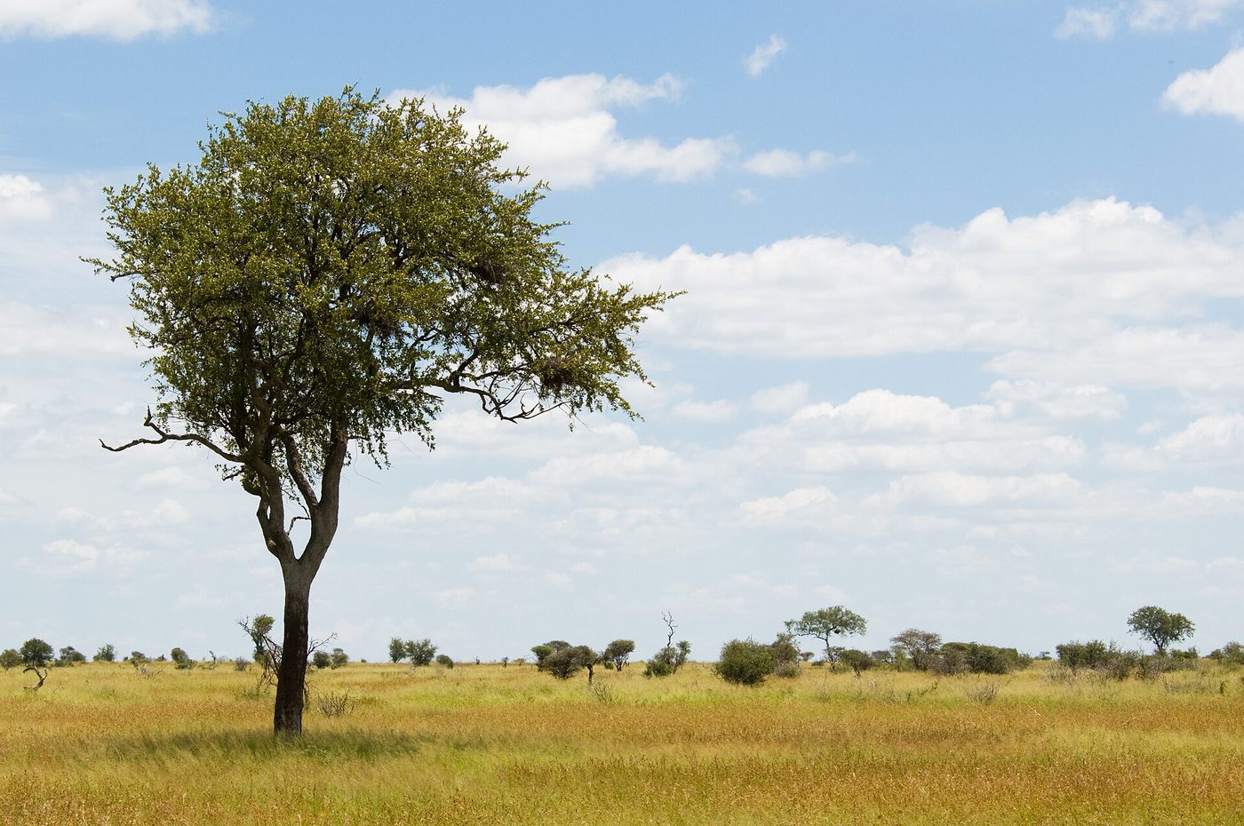 Kruger