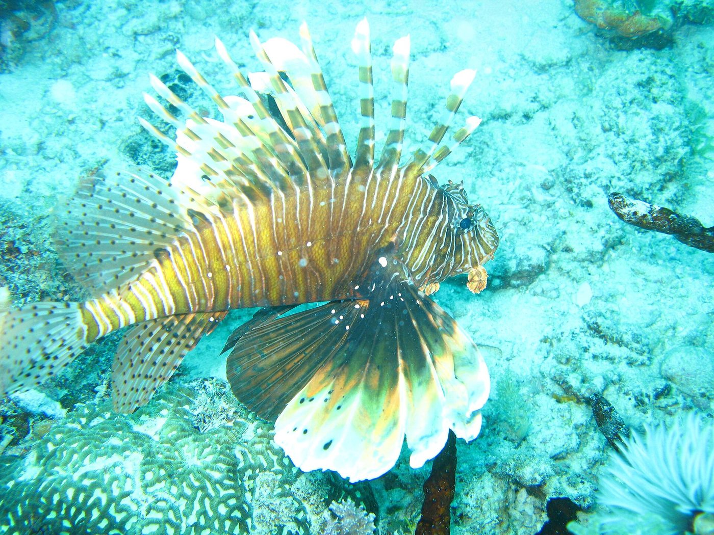 Nungvi