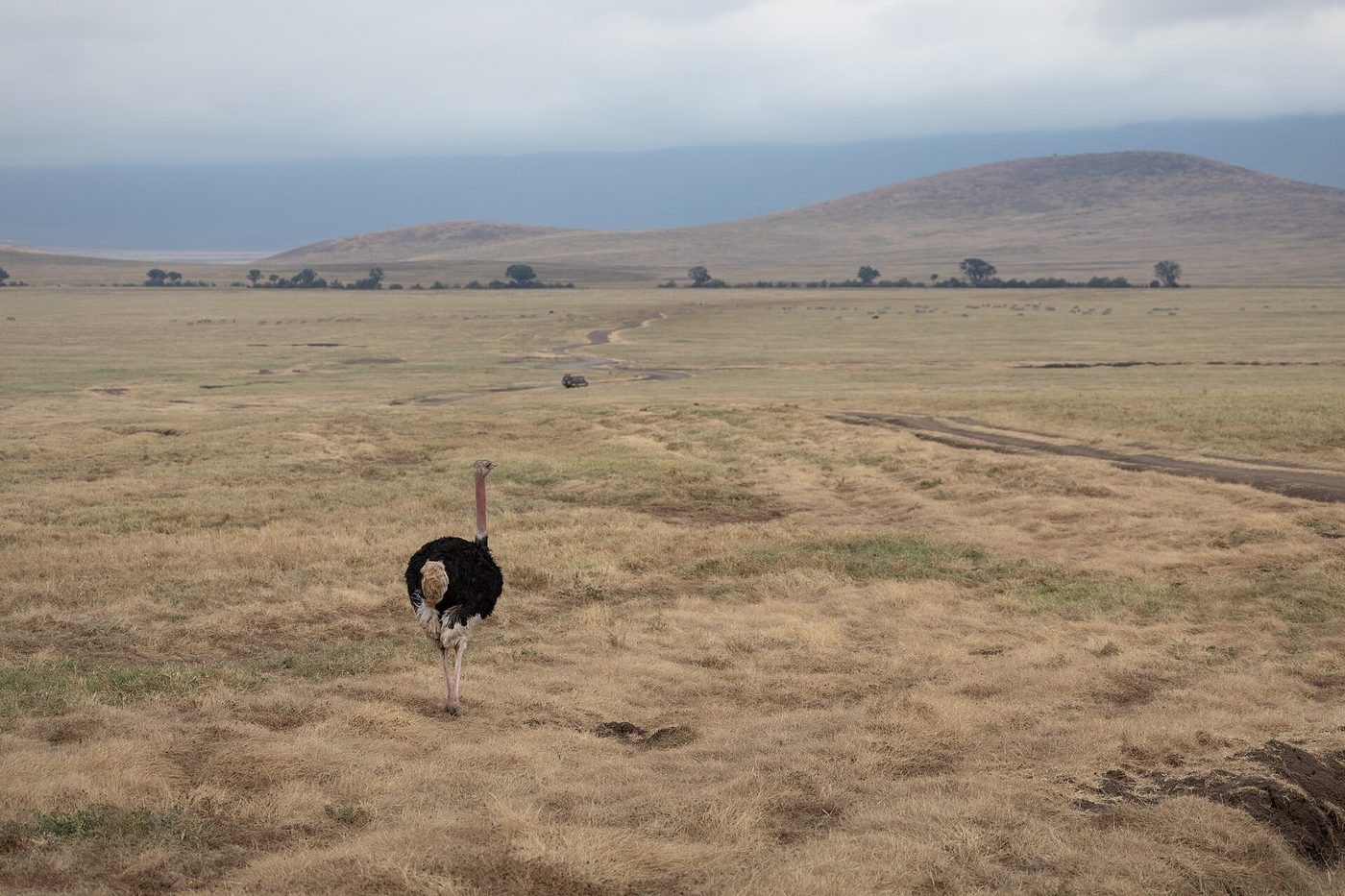Ngorongoro