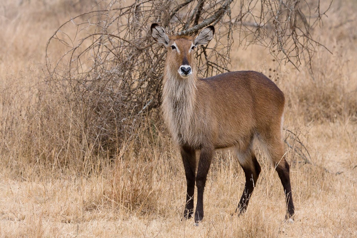Serengeti