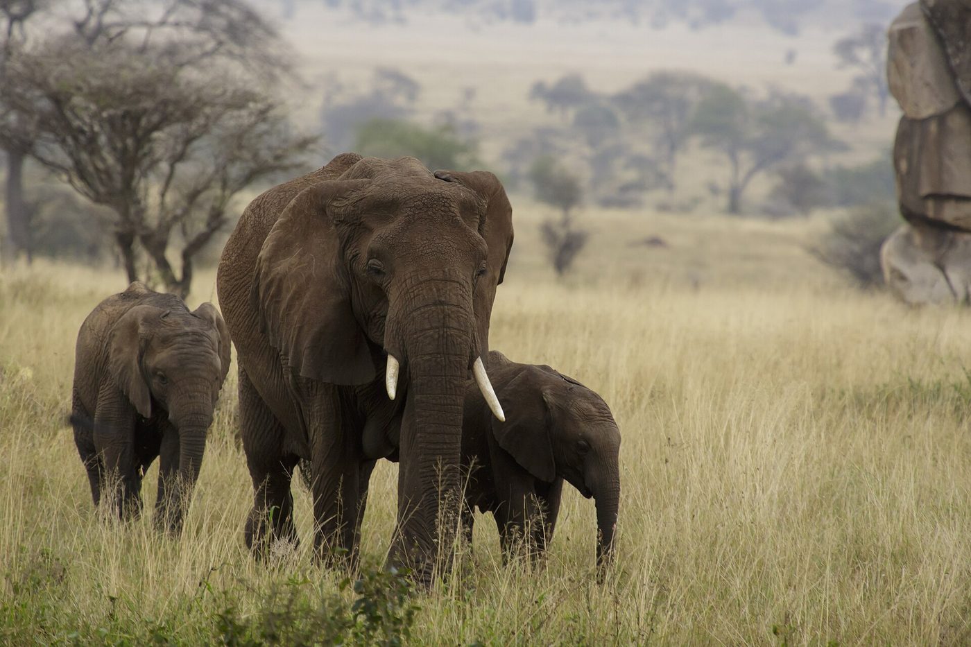 Serengeti