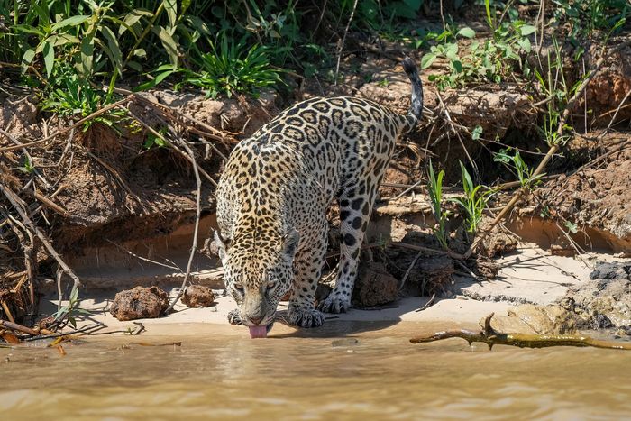 The Pantanal