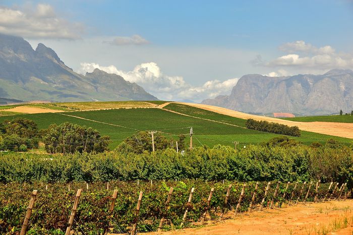 Stellenbosch and the winelands
