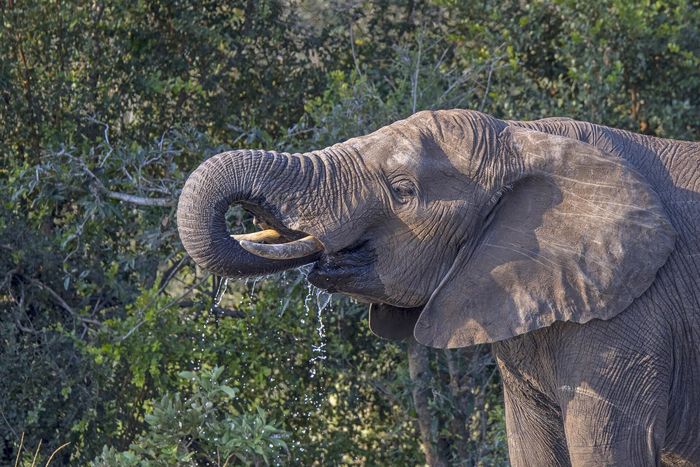 South Africa