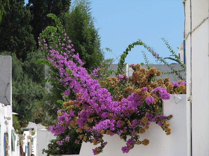 The best time to visit Sidi Bou Said