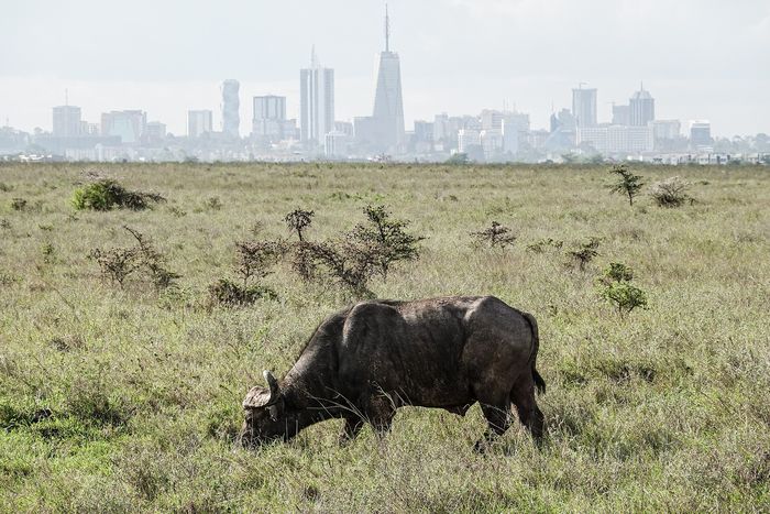 Kenya
