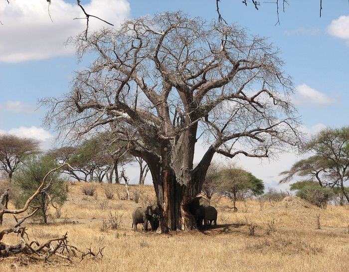 Tarangire