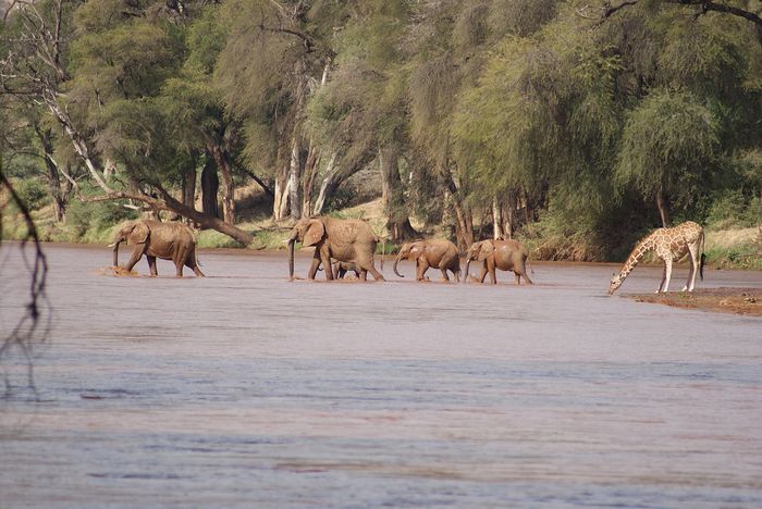 Samburu