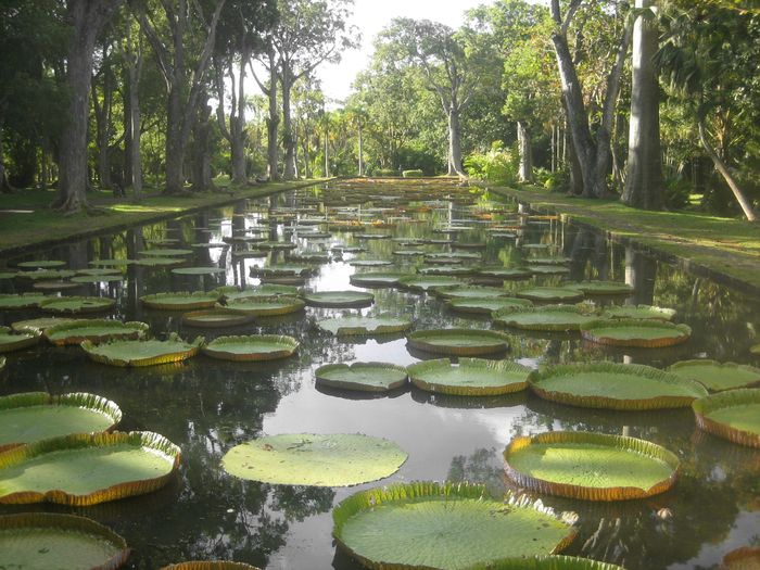 Pamplemousses botanical garden