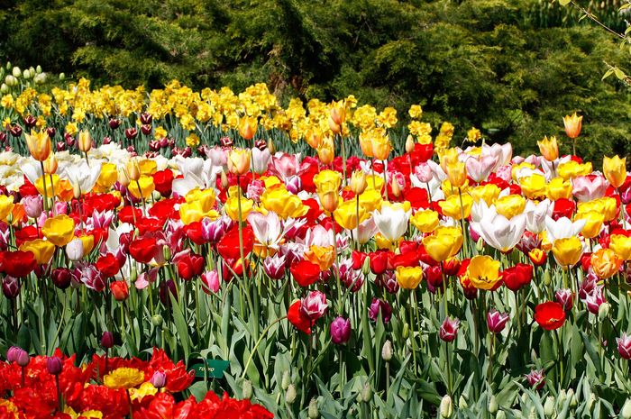 Keukenhof and the bulb fields
