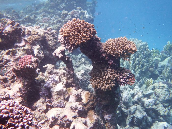 Marsa Alam