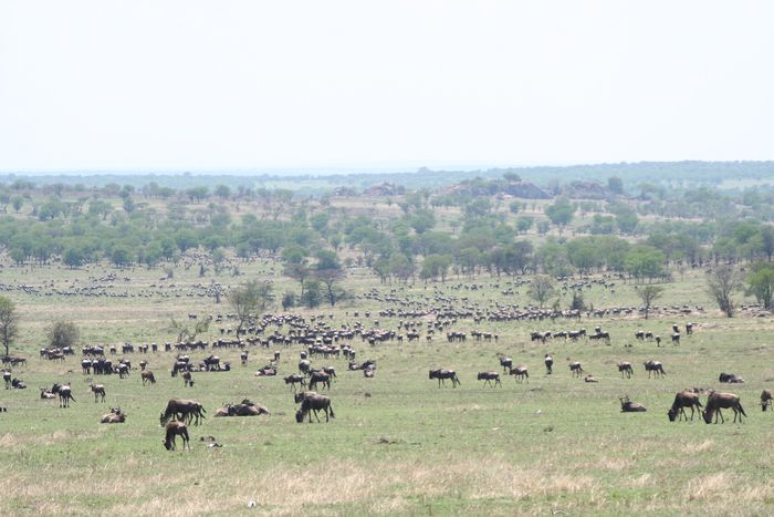 What Serengeti costs