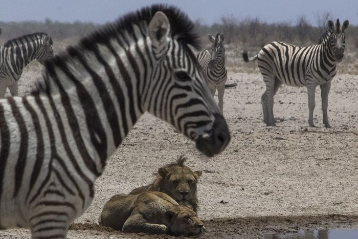 Etosha or Kruger: two parks you watch in two different ways