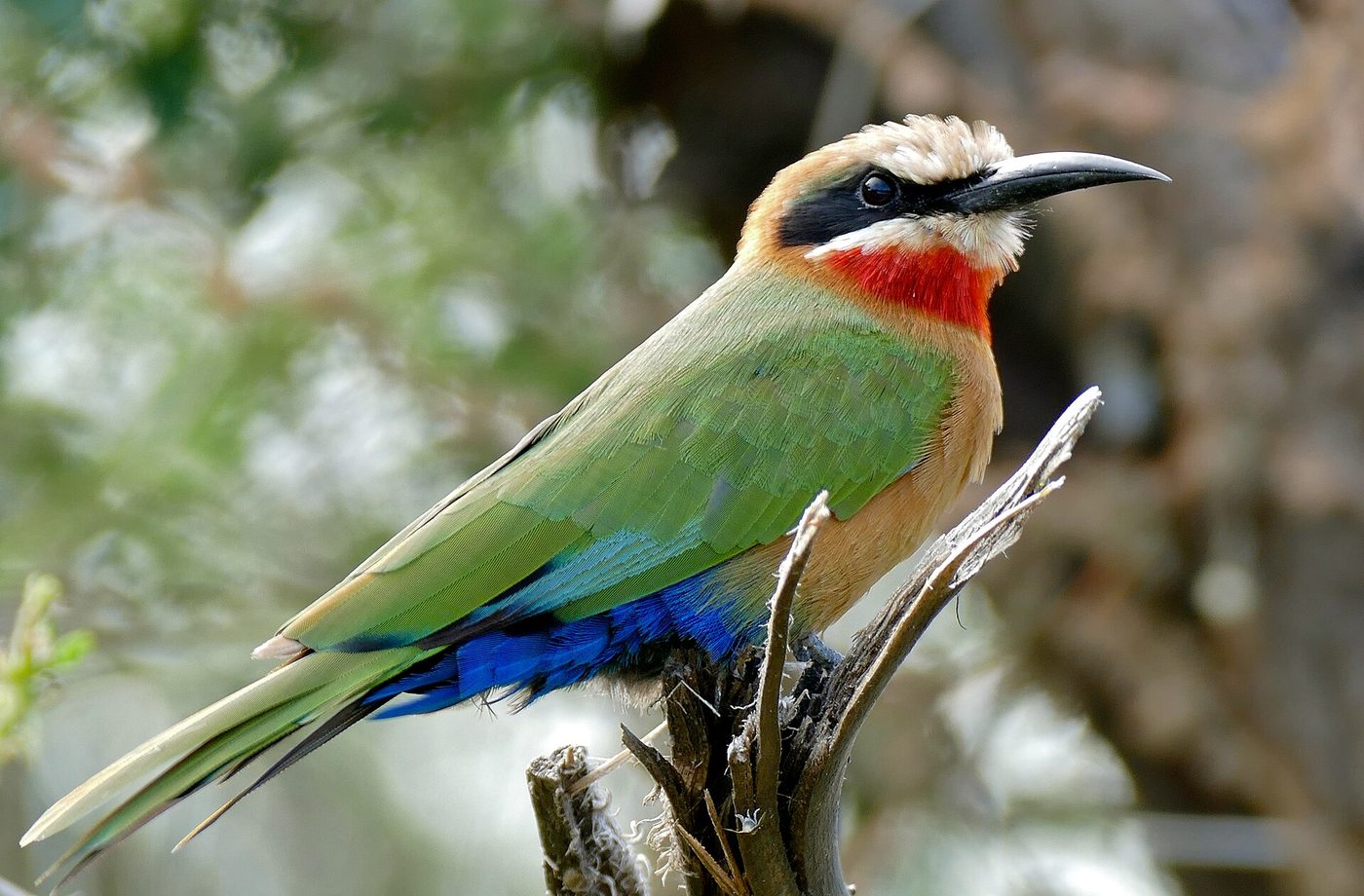 Kruger