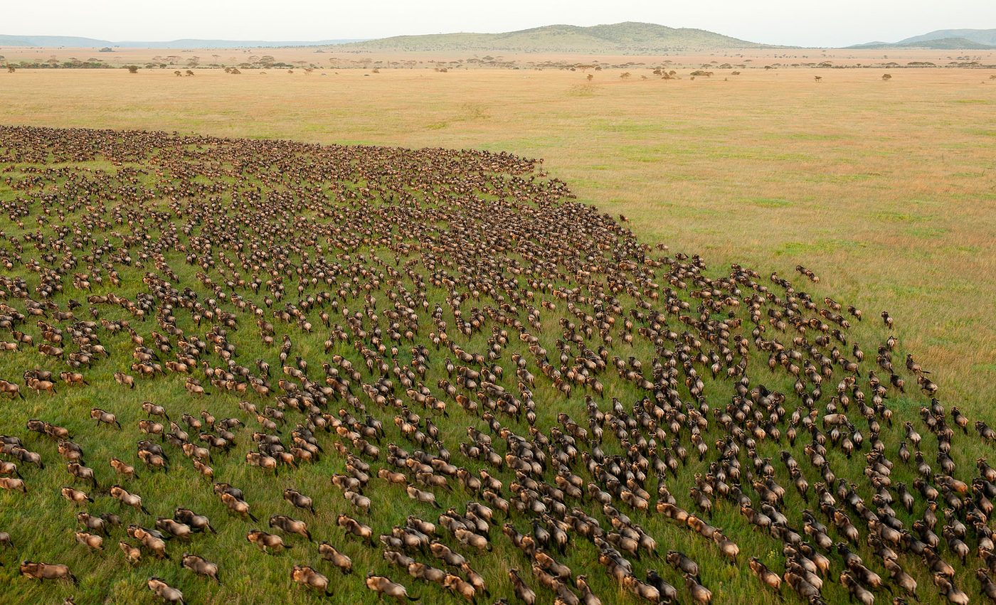 The Serengeti and the Masai Mara