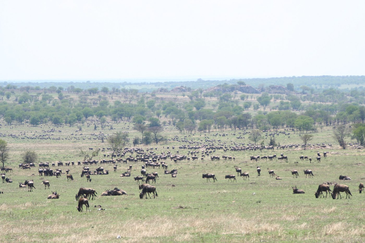 Serengeti