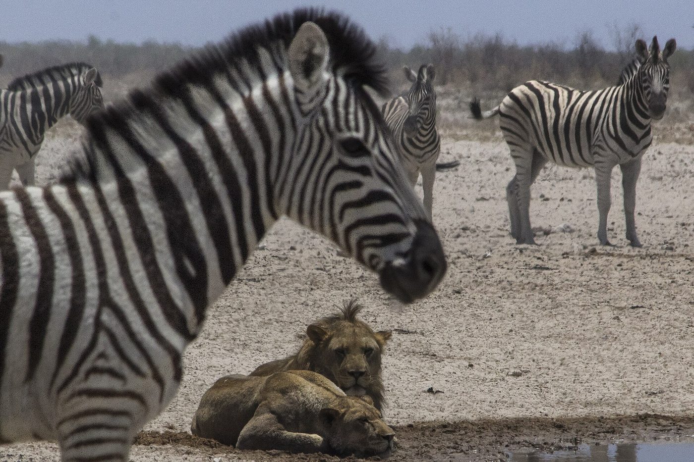Namibia and South Africa